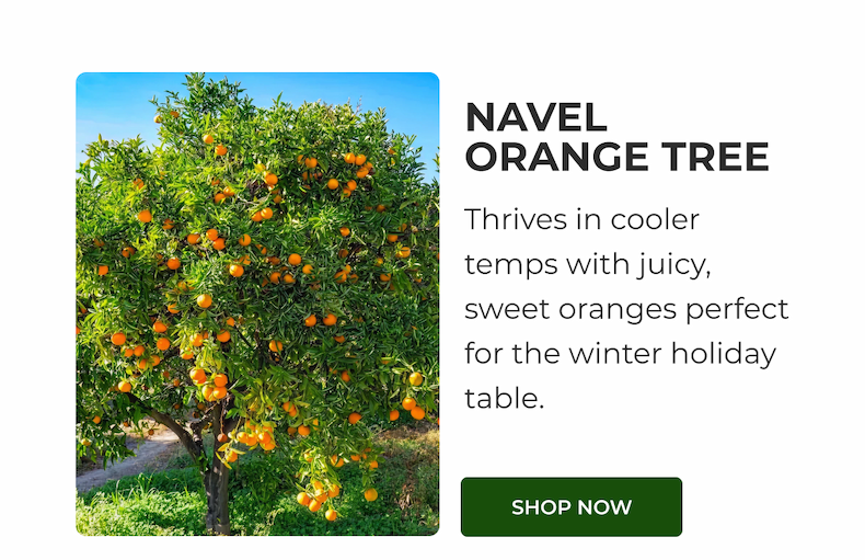 NAVEL ORANGE TREE