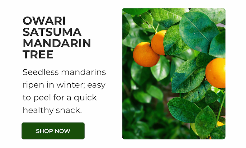 OWARI SATSUMA MANDARIN TREE