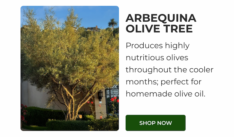 ARBEQUINA OLIVE TREE