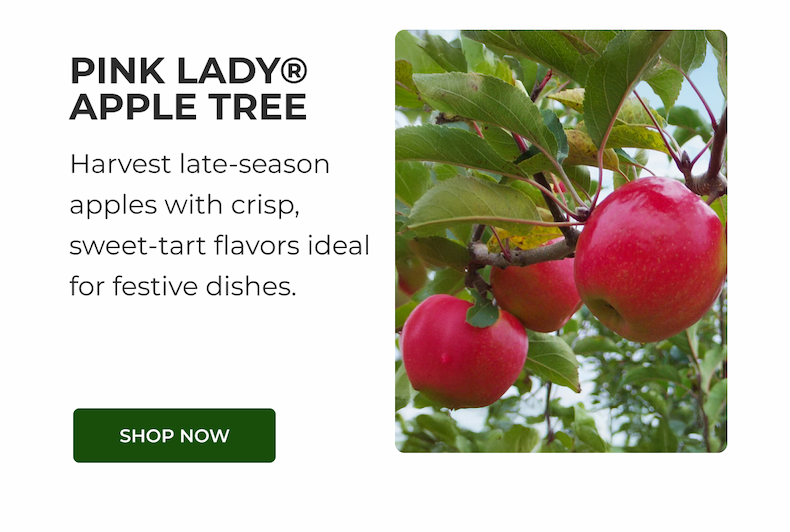 PINK LADY® APPLE TREE