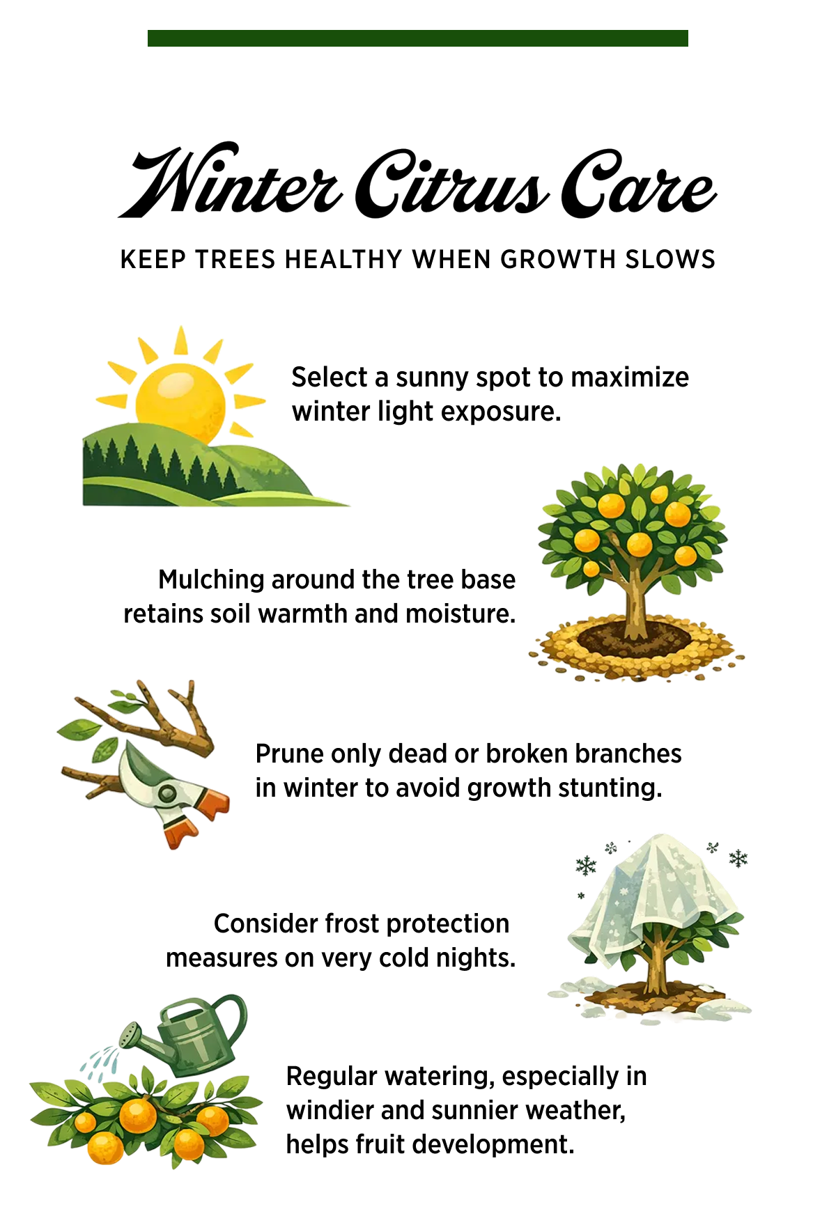 Winter Citrus Care KEEP TREES HEALTHY WHEN GROWTH SLOWS