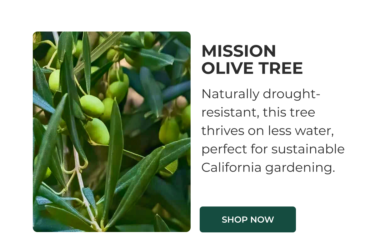 MISSION OLIVE TREE