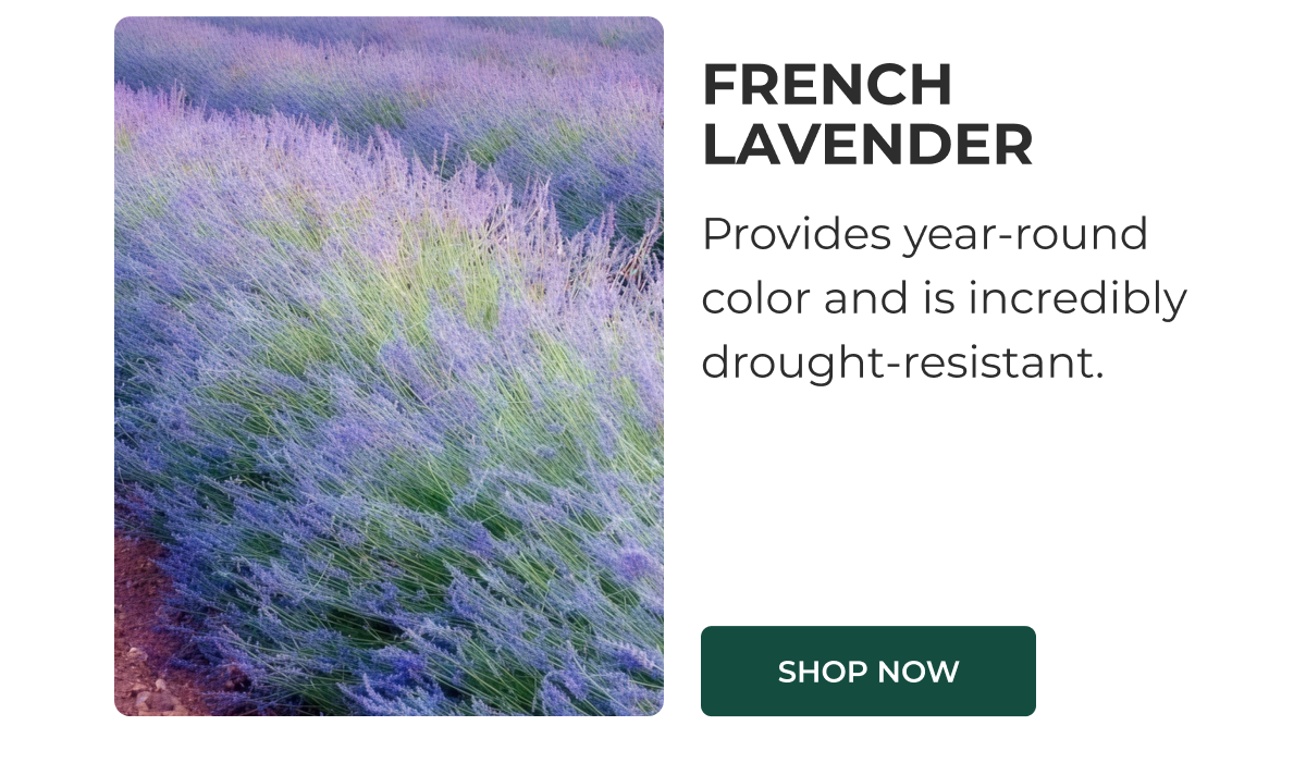 FRENCH LAVENDER