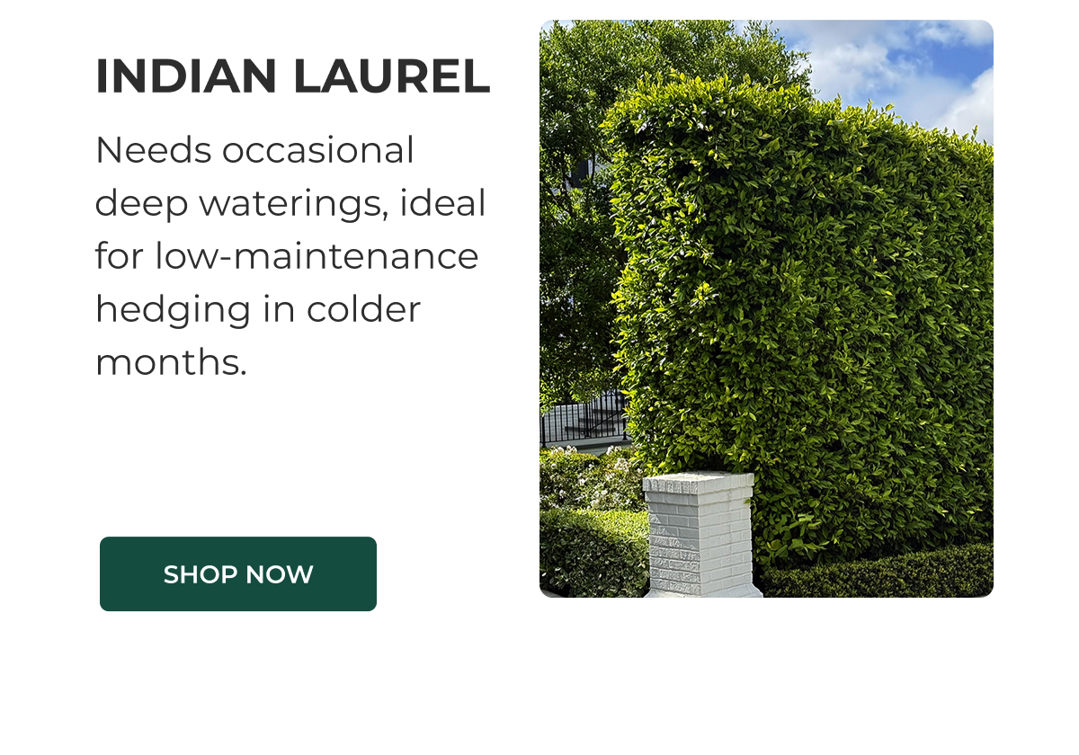 INDIAN LAUREL