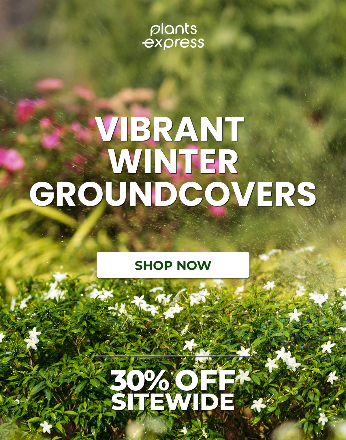 Vibrant  Winter Groundcovers
