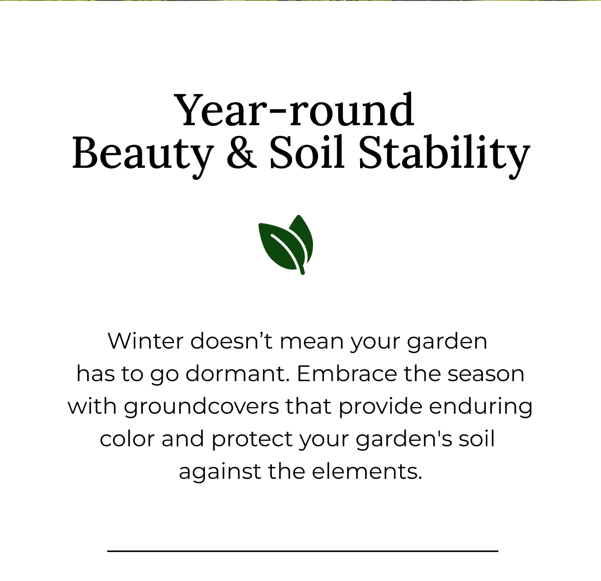 Year-round Beauty & Soil Stability