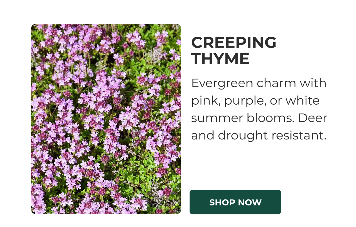 CREEPING THYME