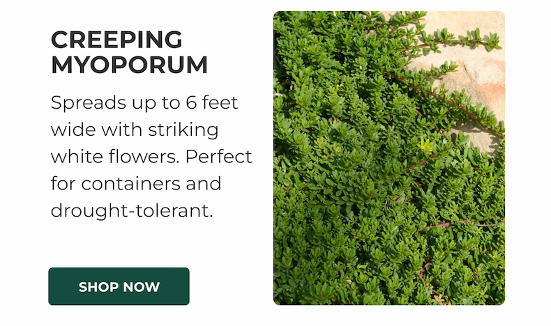 CREEPING MYOPORUM