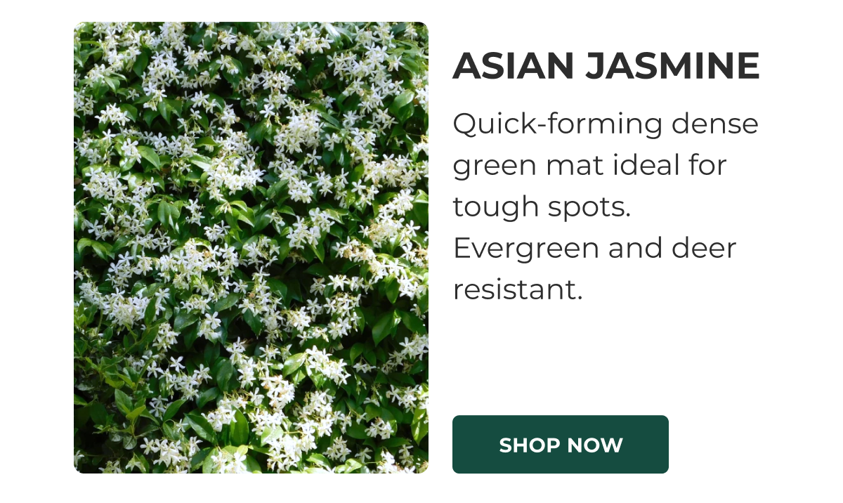 ASIAN JASMINE