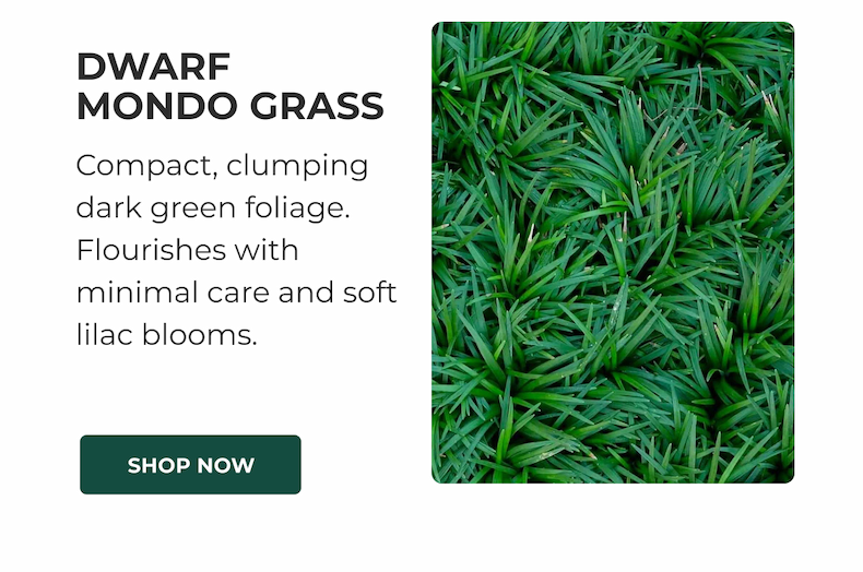 DWARF MONDO GRASS