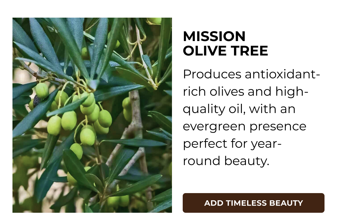 MISSION OLIVE TREE