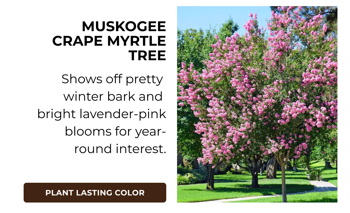 MUSKOGEE CRAPE MYRTLE TREE