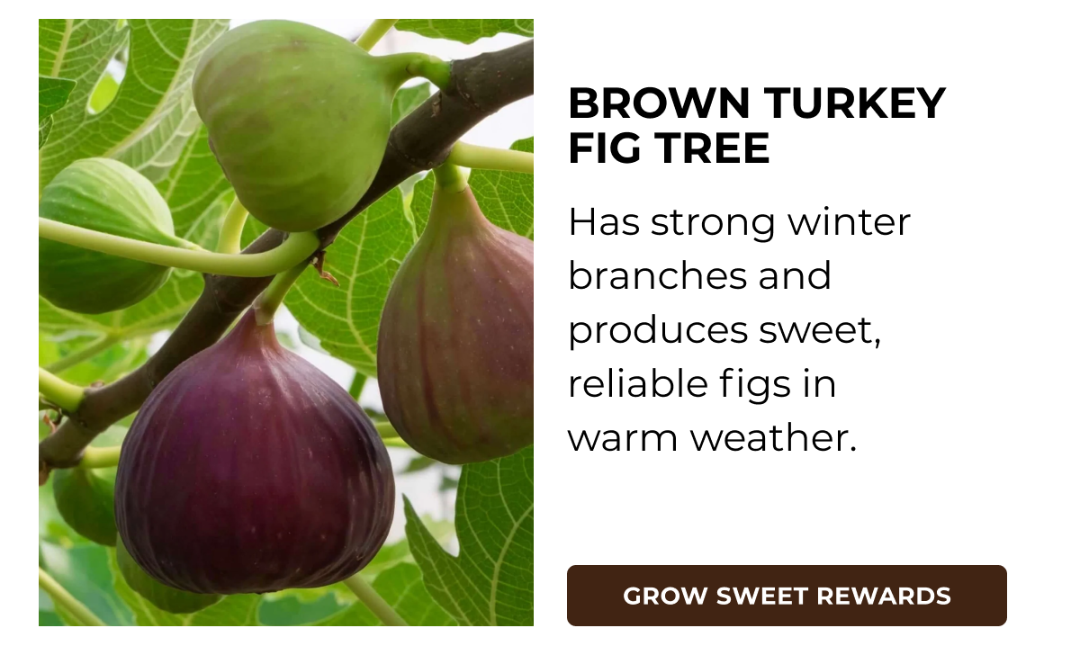 BROWN TURKEY FIG TREE