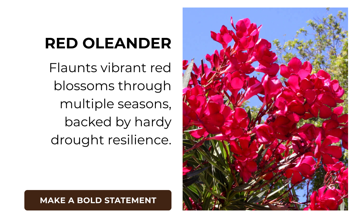 RED OLEANDER