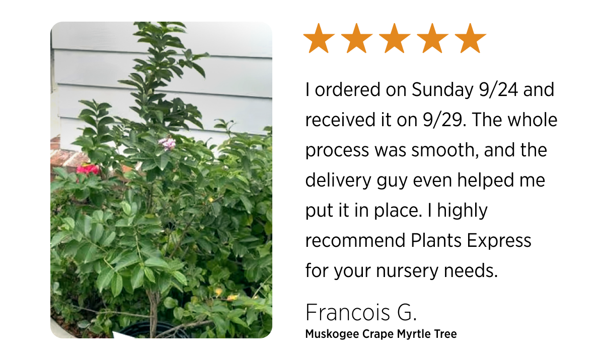 I ordered on Sunday 9/24 and received it on 9/29. The whole process was smooth, and the delivery guy even helped me put it in place. I highly recommend Plants Express for your nursery needs.