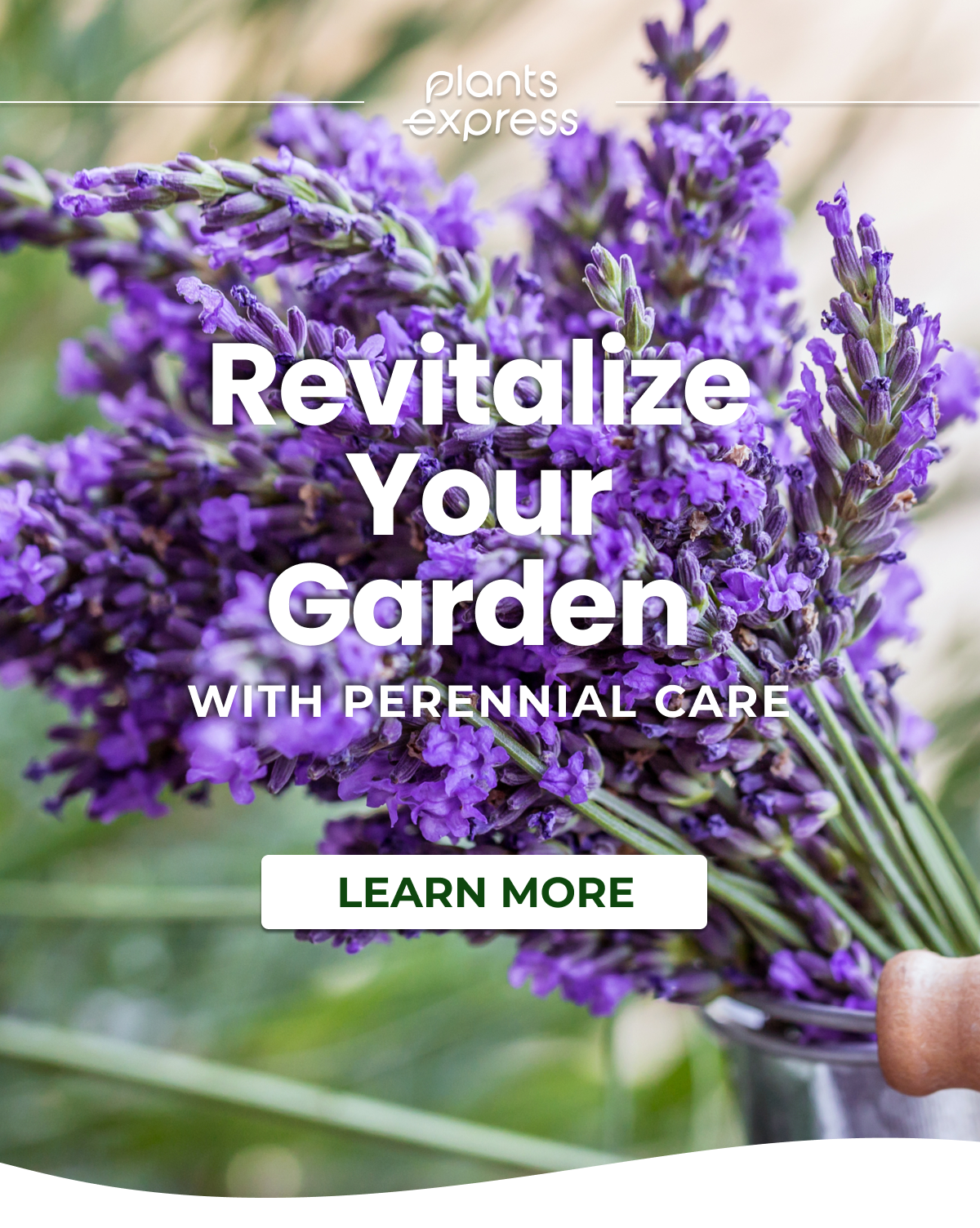 Revitalize Your Garden WITH PERENNIAL CARE