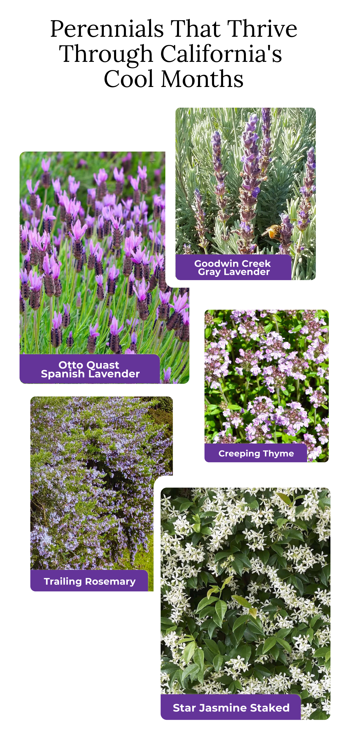 Perennials That Thrive Through California's Cool Months