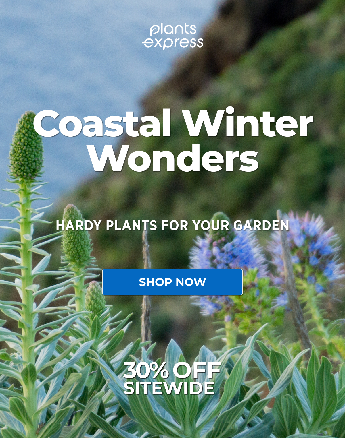 Coastal Winter Wonders  HARDY PLANTS FOR YOUR GARDEN  SHOP NOW