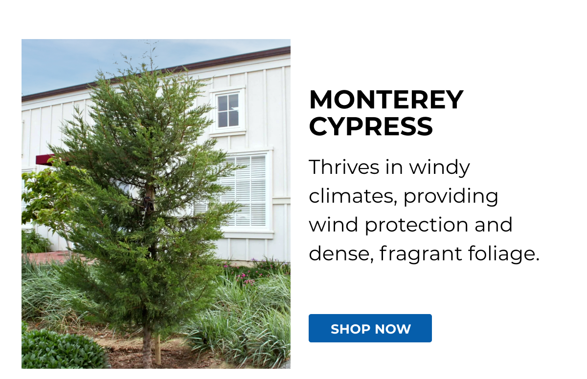 MONTEREY CYPRESS