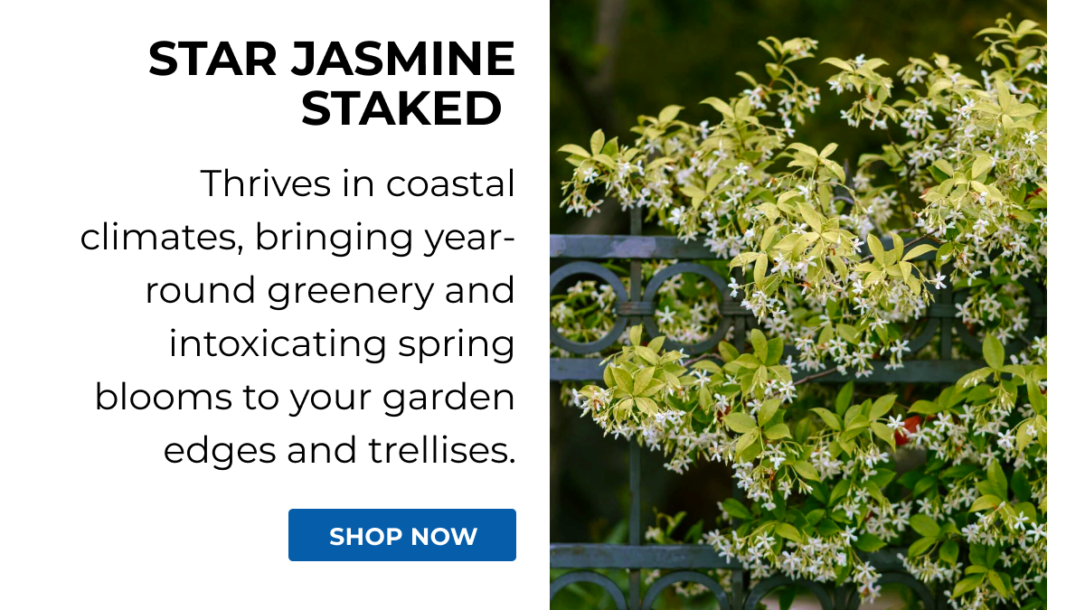STAR JASMINE STAKED