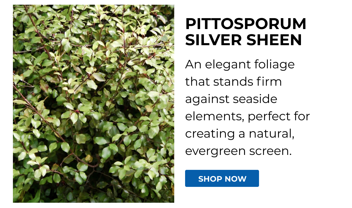 PITTOSPORUM SILVER SHEEN
