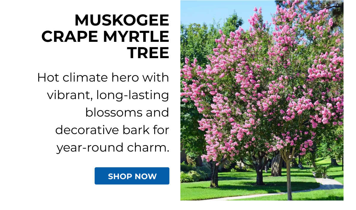 MUSKOGEE CRAPE MYRTLE TREE