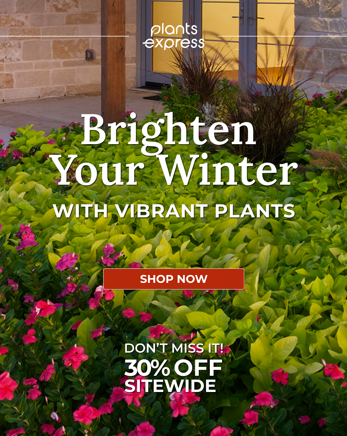 Brighten Your Winter WITH VIBRANT PLANTS