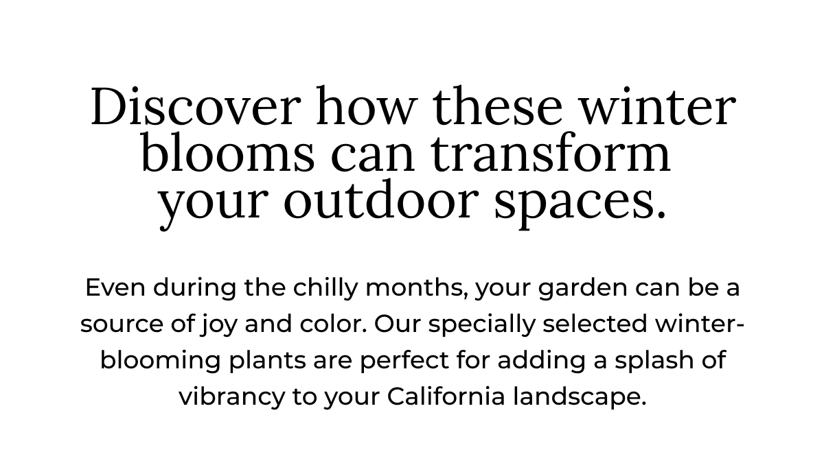 Discover how these winter blooms can transform your outdoor spaces.