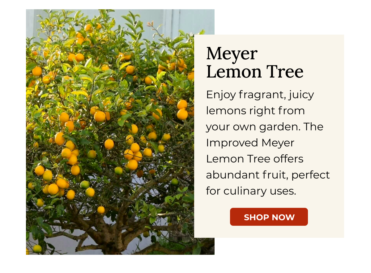 Meyer Lemon Tree