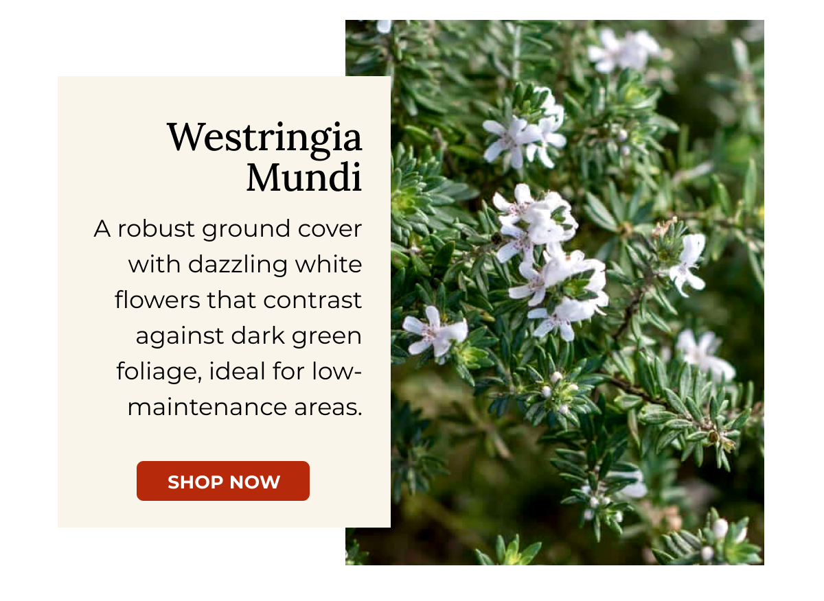 Westringia Mundi