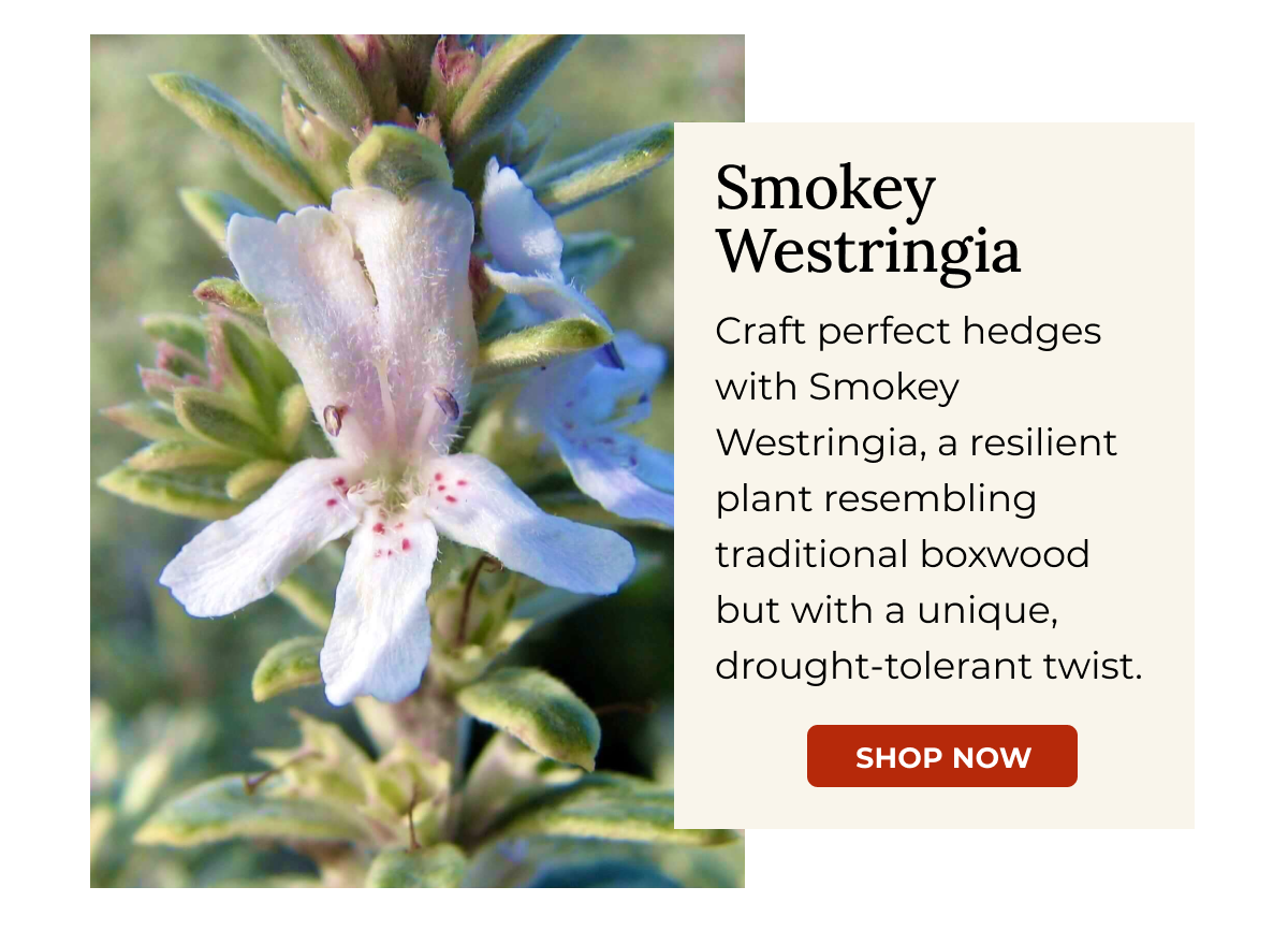 Smokey Westringia