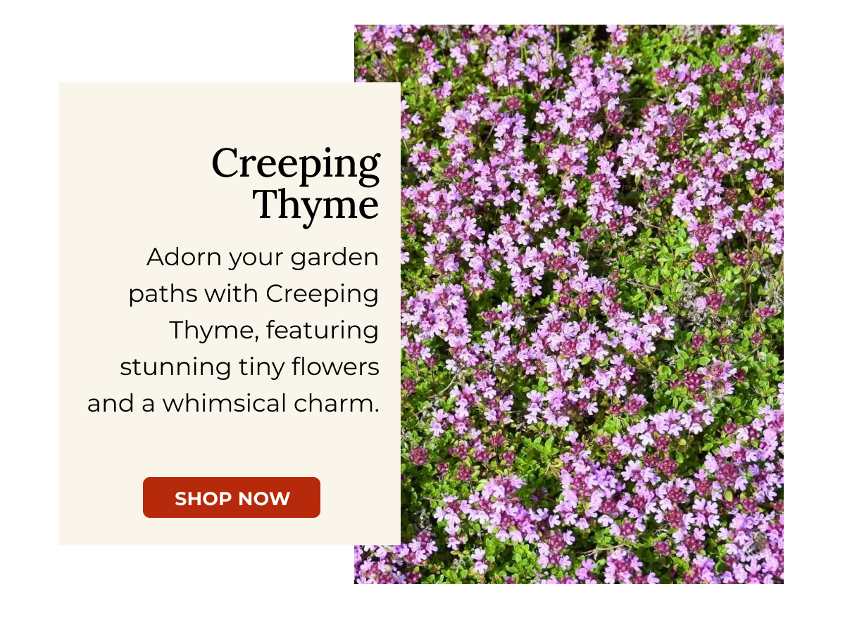 Creeping Thyme