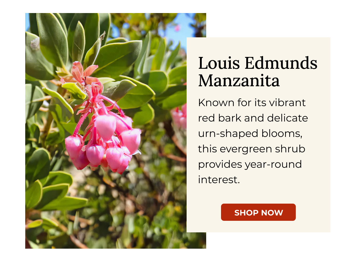 Louis Edmunds Manzanita