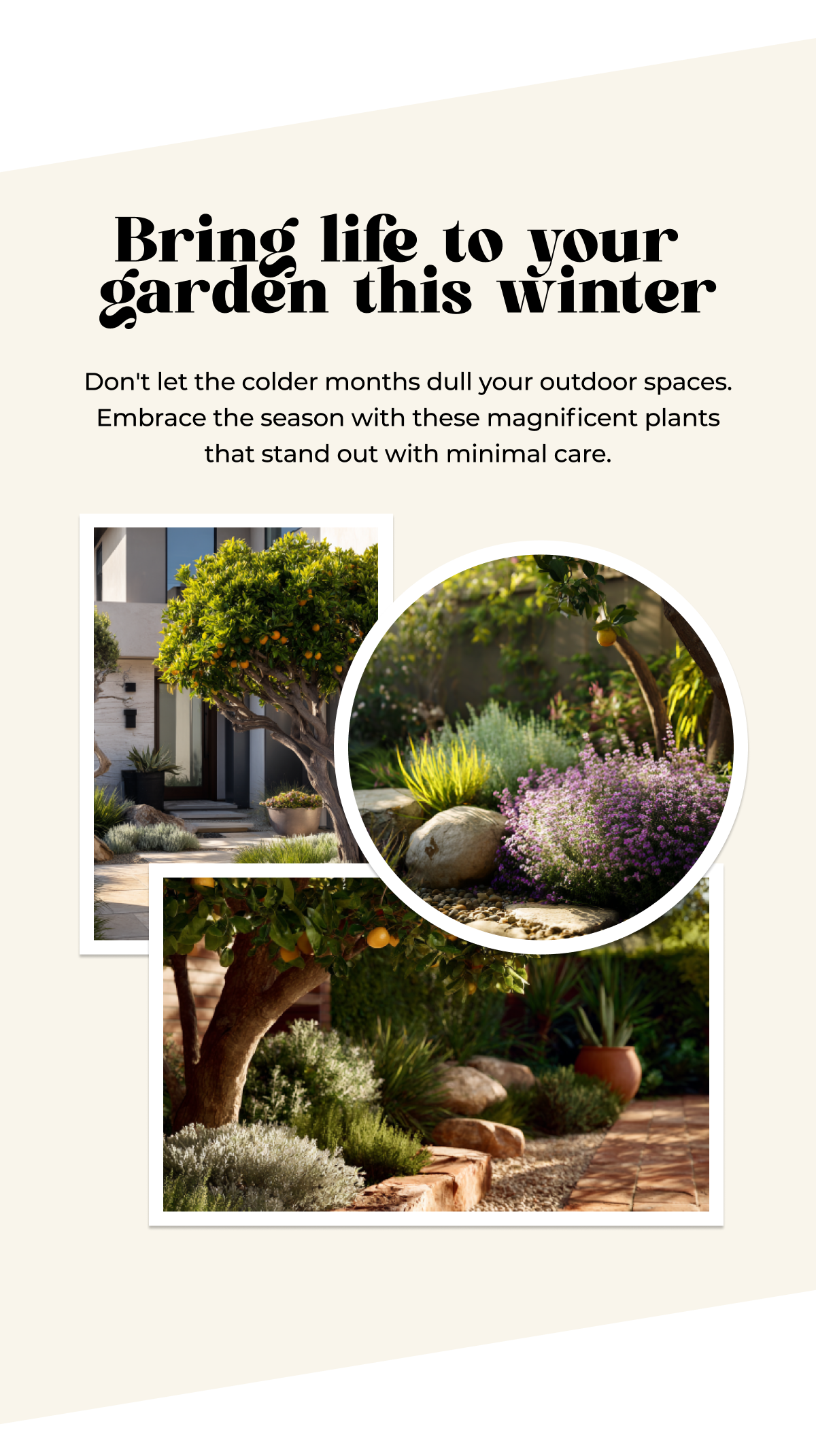 Bring life to your garden this winter