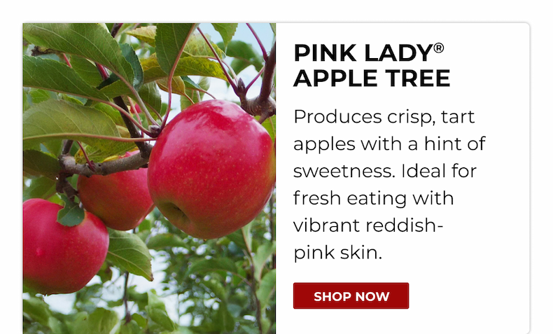 PINK LADY® APPLE TREE