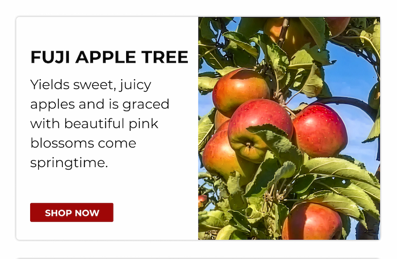 FUJI APPLE TREE