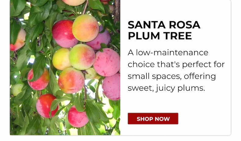 SANTA ROSA PLUM TREE