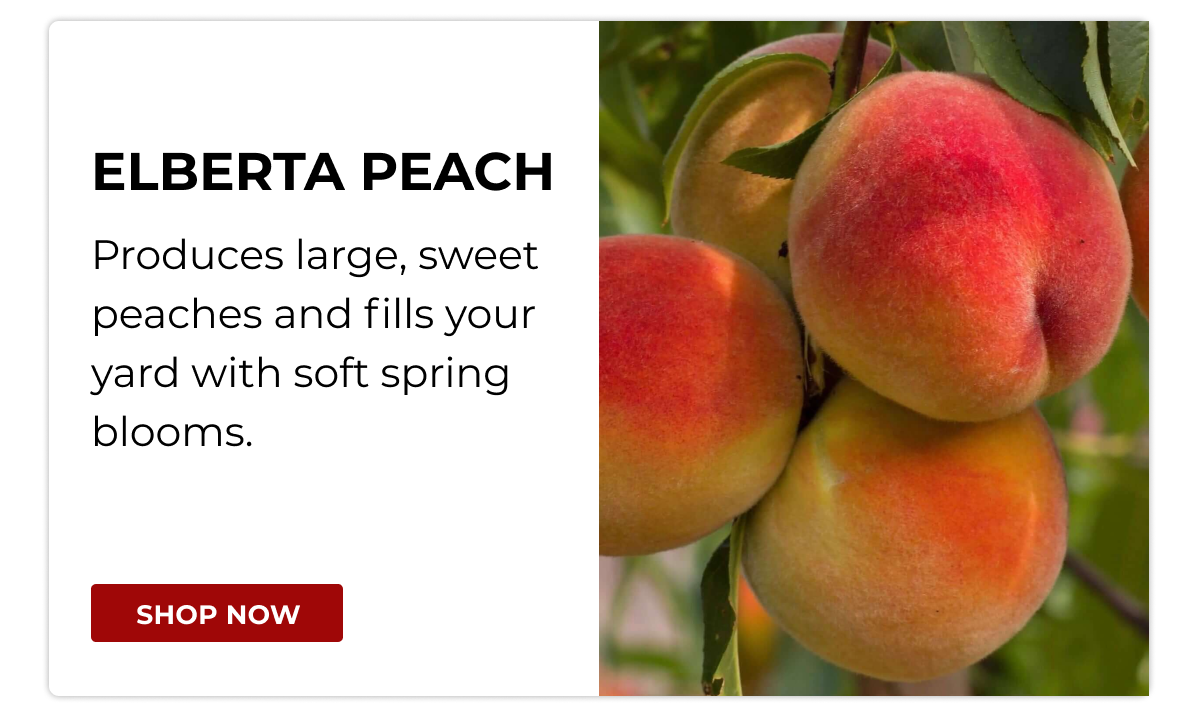ELBERTA PEACH