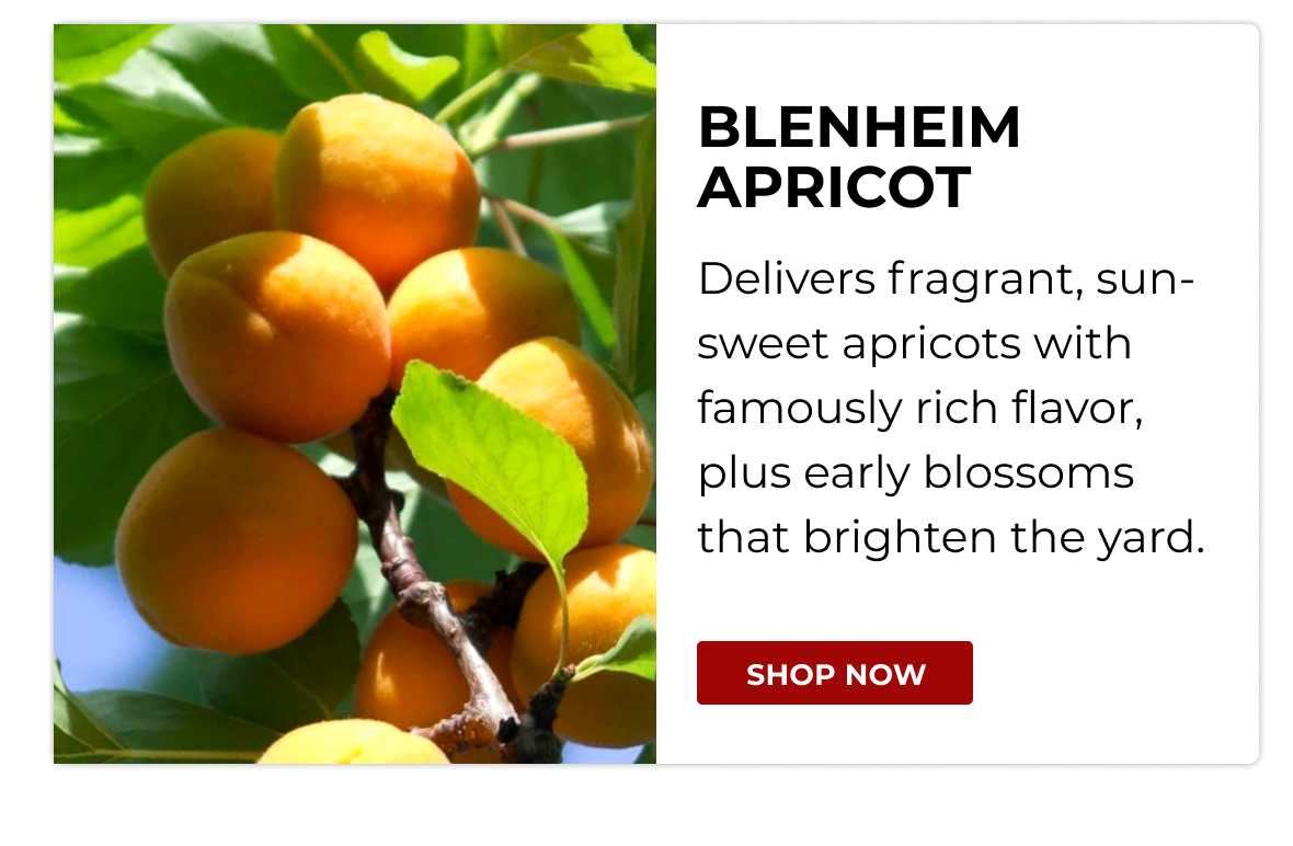 BLENHEIM APRICOT