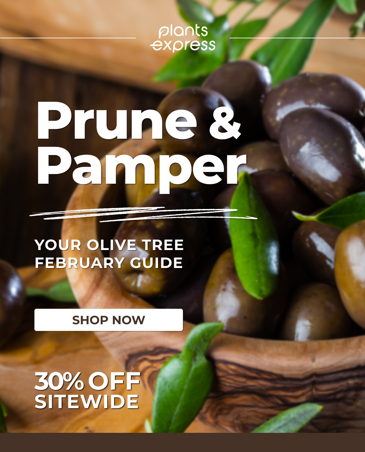 Prune & Pamper YOUR OLIVE TREE FEBRUARY GUIDE