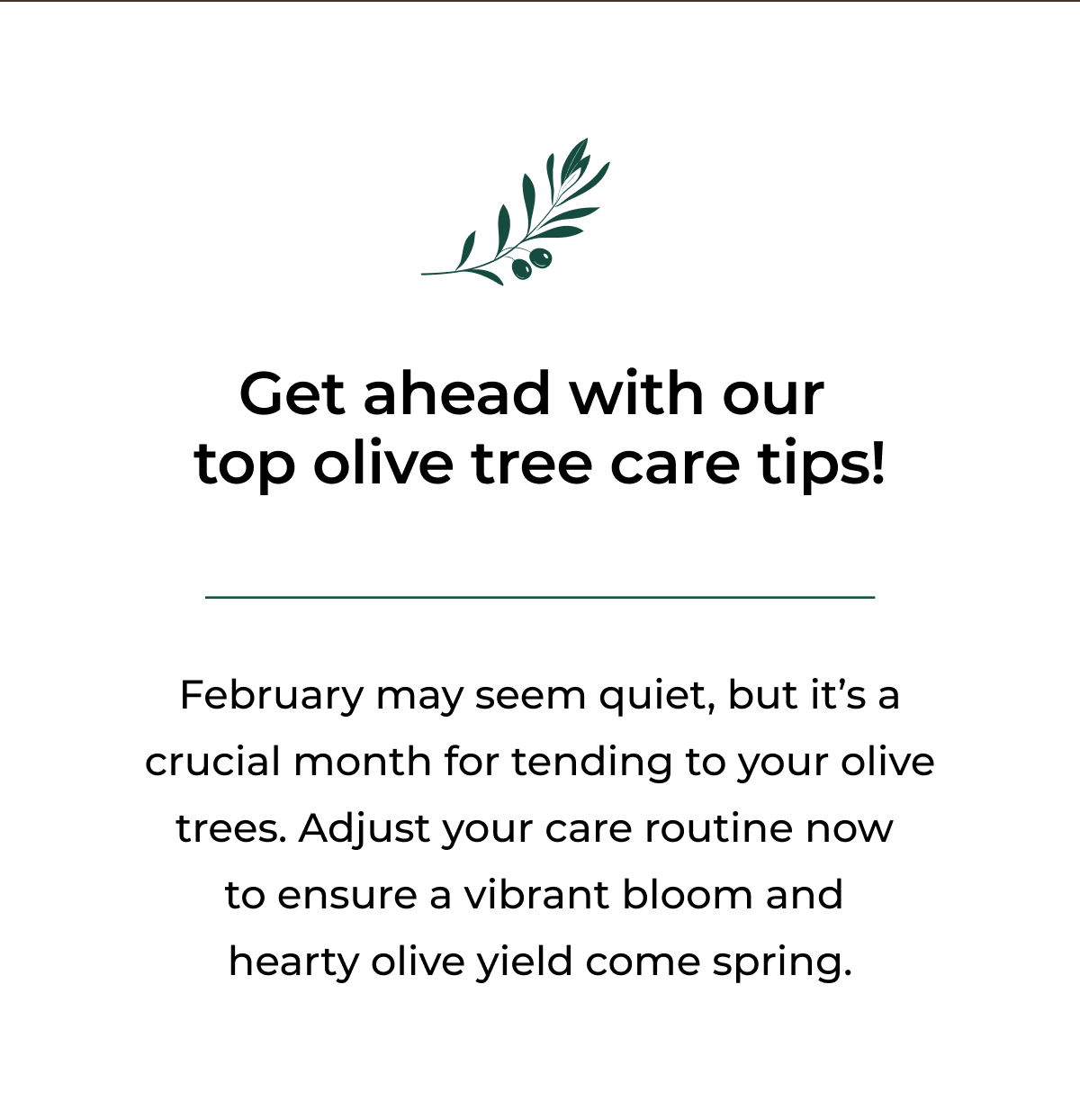 Get ahead with our top olive tree care tips!