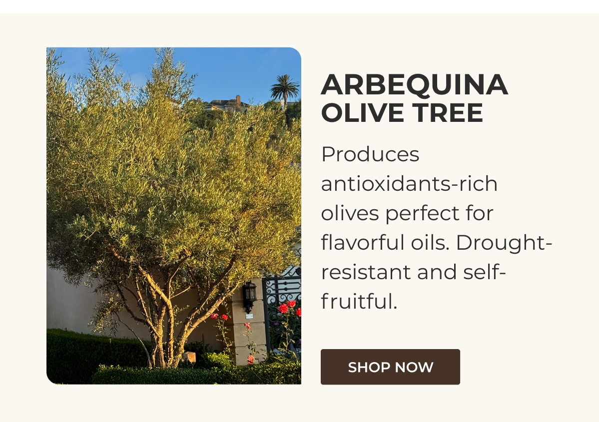 ARBEQUINA OLIVE TREE