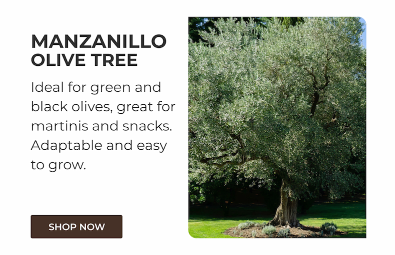 MANZANILLO OLIVE TREE