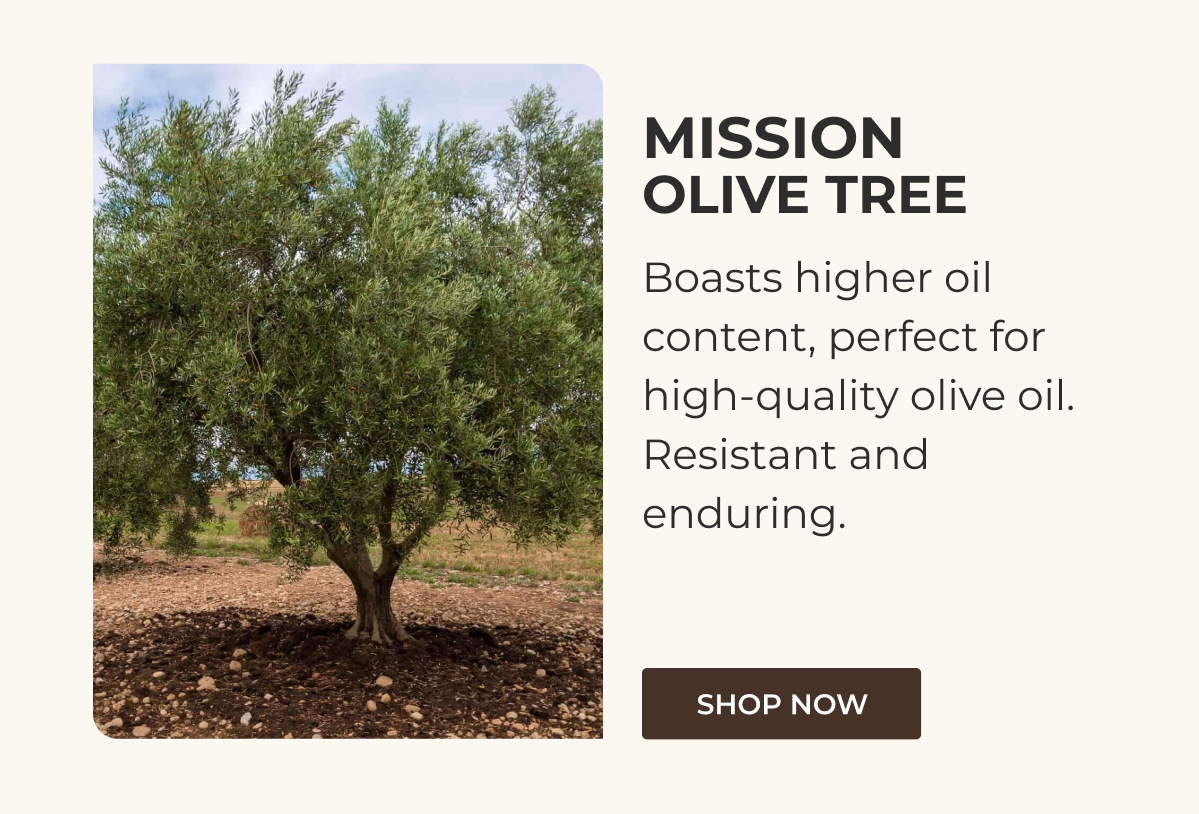 MISSION OLIVE TREE