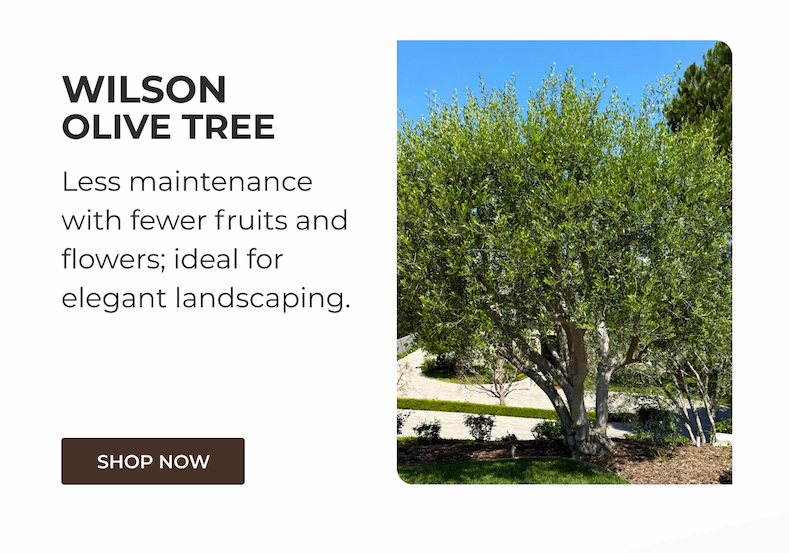 WILSON OLIVE TREE