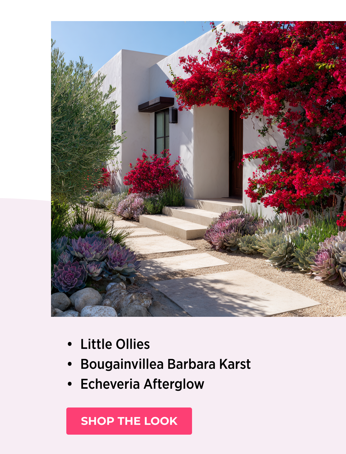 • Little Ollies • Bougainvillea Barbara Karst • Echeveria Afterglow  