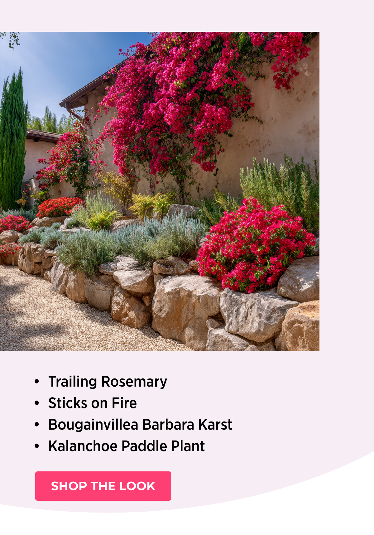 • Trailing Rosemary • Sticks on Fire • Bougainvillea Barbara Karst • Kalanchoe Paddle Plant
