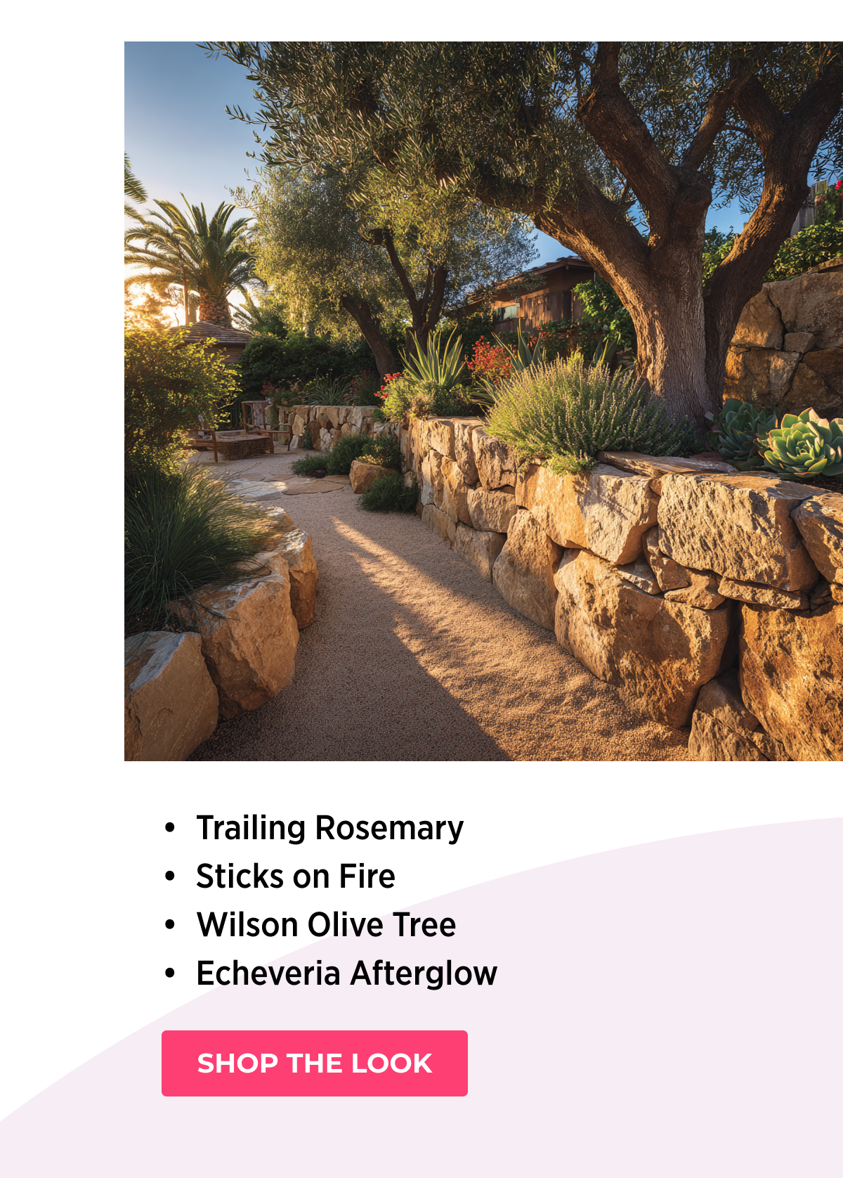• Trailing Rosemary • Sticks on Fire • Wilson Olive Tree • Echeveria Afterglow