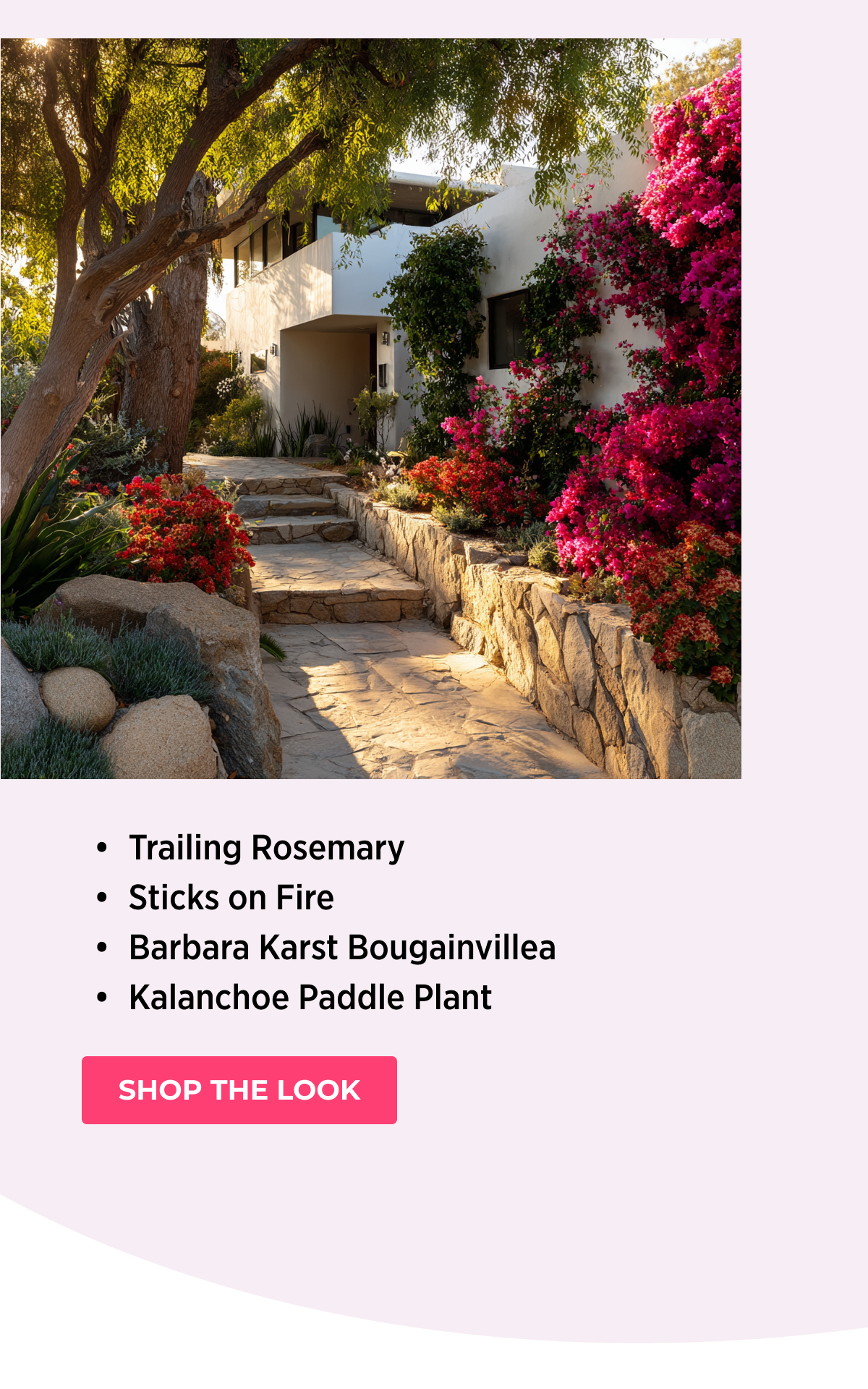 • Trailing Rosemary • Sticks on Fire • Barbara Karst Bougainvillea • Kalanchoe Paddle Plant