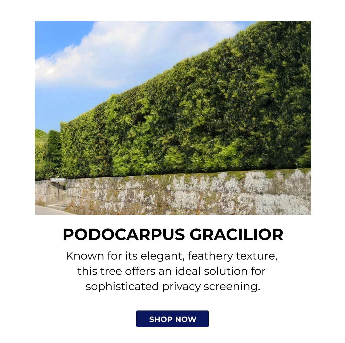 PODOCARPUS GRACILIOR